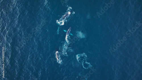 Humpback Whales in Sunny Cabo San Lucas Baja California Sur Mexico, Pacific Ocean