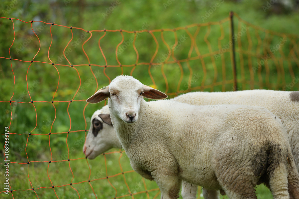 Home close-up of a sheep's head on the farm on the meadow