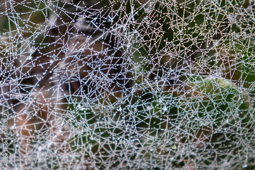 Obraz na plátně Dew Kissed Webbing