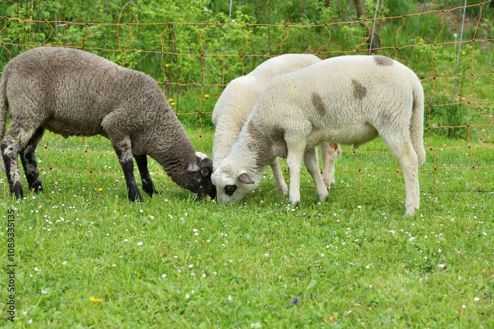Domestic sheep grazing on pasture protected by an electric grid with a fence