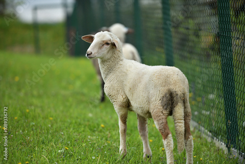 domestic sheep walks on a meadow and eats grass photo