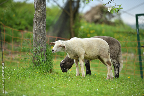 Obraz na płótnie domestic sheep walks on a meadow and eats grass w salonie