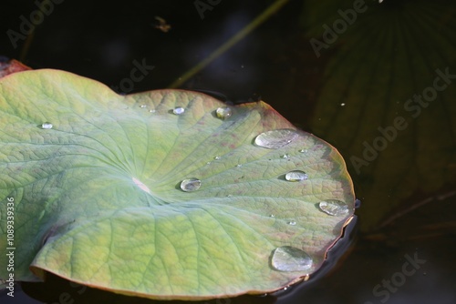 Feuille de nénuphar