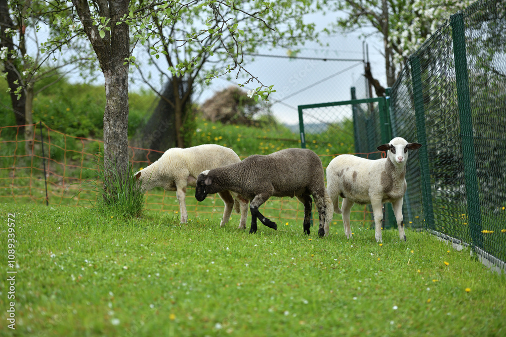 Domestic sheep grazing on pasture protected by an electric grid with a fence Domestic sheep grazing on pasture protected by an electric grid with a fence