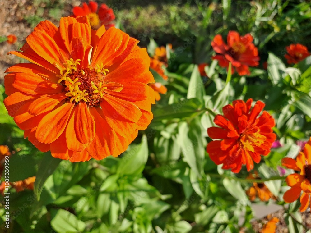 orange flowers in the garden orange flowers in the garden