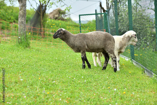 Obraz na płótnie Domestic sheep grazing on pasture protected by an electric grid with a fence w salonie