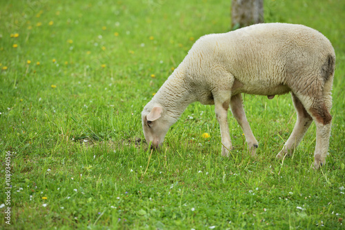 Obraz na płótnie domestic sheep walks on a meadow and eats grass w salonie