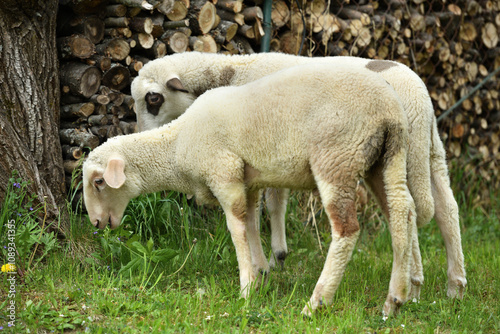 Domestic sheep grazing on pasture protected by an electric grid with a fence photo