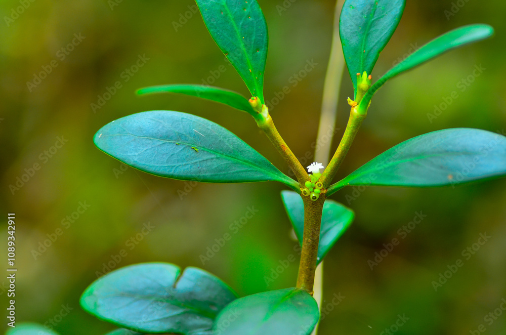 plant variations in tropical rainforests plant variations in tropical rainforests
