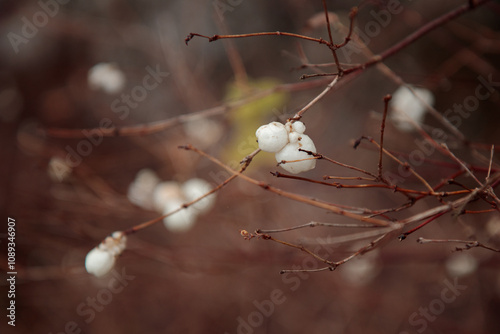 Branches with white berries of Pomeranian Symphoricarpos albus, commonly known as the snowberry, Shrub with white balls, Bladder-fruited bald bush