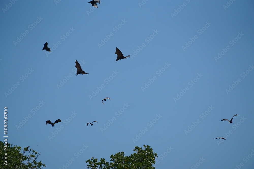 Bats and birds in flight open sky wildlife photography natural habitat aerial view biodiversity exploration Bats and birds in flight open sky wildlife photography natural habitat aerial view biodiversity exploration