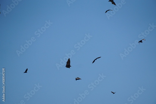 Bats in flight evening sky wildlife photography natural habitat aerial view serenity and adaptation