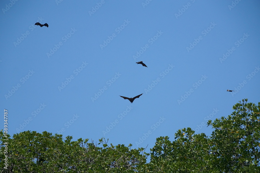 Bats in flight over mangrove forest wildlife observation nature photography clear sky aerial perspective conservation awareness Bats in flight over mangrove forest wildlife observation nature photography clear sky aerial perspective conservation awareness