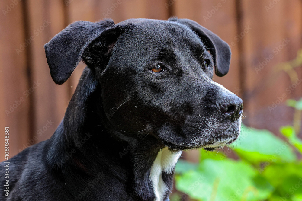 Beautiful Black Dog Beautiful Black Dog