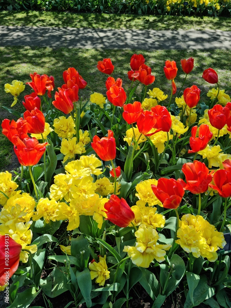 Obraz premium Lise, Netherland - Apr 29, 2024: Yellow color tulip flowers known as