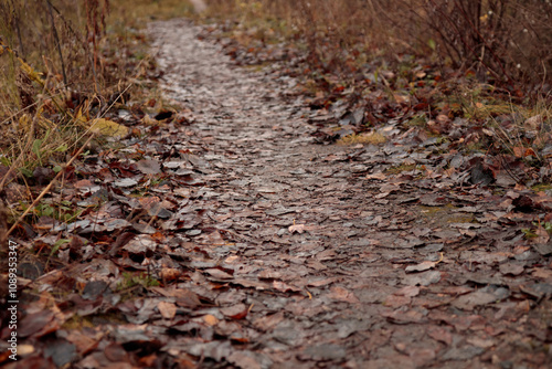 Trail covered with old brown fallen leaves