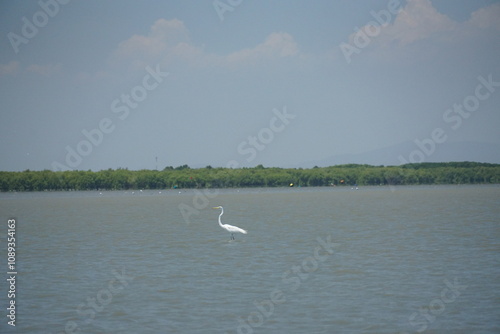 Graceful egret hunting in tranquil waters nature reserve wildlife photography serene environment close-up view peaceful scene