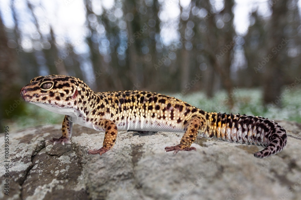 Cute wild small gecko leopard at nature