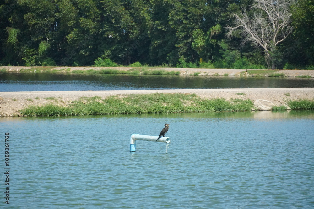 Bird watching adventure scenic lake wildlife photography tranquil environment natural viewpoint nature conservation Bird watching adventure scenic lake wildlife photography tranquil environment natural viewpoint nature conservation