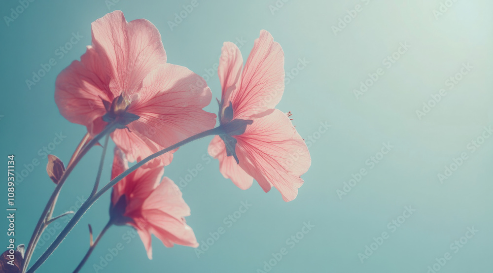 Bright pink flowers bloom against a clear blue sky during spring afternoon Bright pink flowers bloom against a clear blue sky during spring afternoon