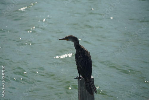 Bird observation cormorant on pier coastal setting wildlife photography tranquil waters nature viewpoint serenity in the wild