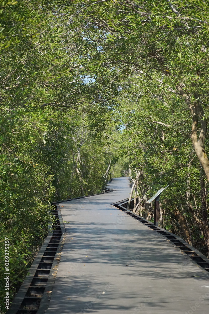Exploring scenic pathways mangrove forest nature walk tranquil environment serene viewpoint eco-tourism concept Exploring scenic pathways mangrove forest nature walk tranquil environment serene viewpoint eco-tourism concept