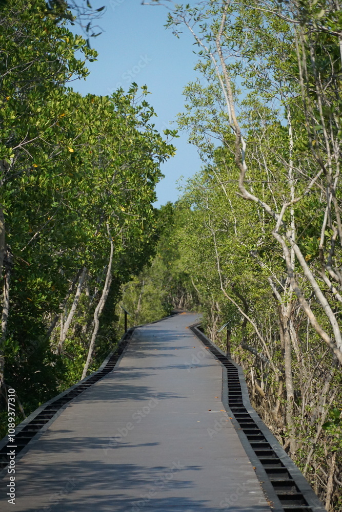 Exploring nature trails serene walkway through mangrove forest coastal region outdoor adventure vibrant greenery tranquil viewpoint eco-tourism Exploring nature trails serene walkway through mangrove forest coastal region outdoor adventure vibrant greenery tranquil viewpoint eco-tourism