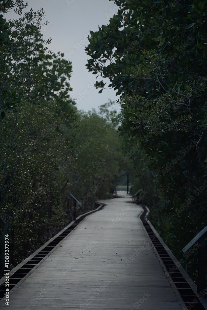 Exploring serene nature paths mangrove forest photography lush greens ground level tranquility and escape Exploring serene nature paths mangrove forest photography lush greens ground level tranquility and escape