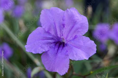 Purple flowers bloom with five petals and a background of small flowers and leaves photo