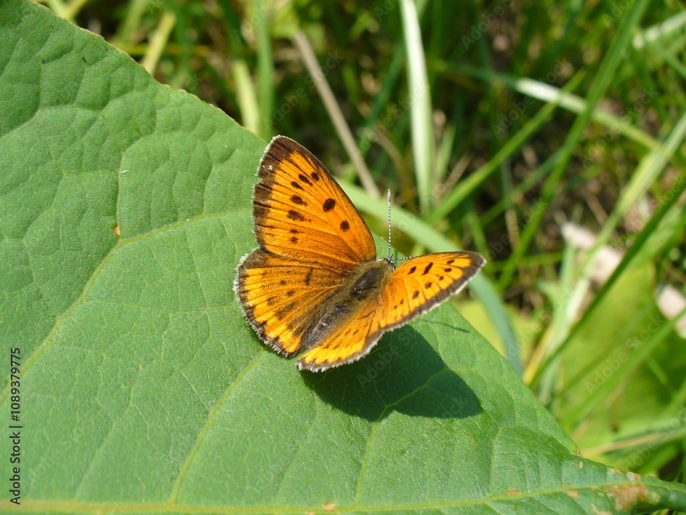 Obraz premium Butterfly female of Large copper, Lycaena dispar on green leaf in meadow - close-up. Topics: beauty of nature, vegetation, flora, fauna, macro, summer, season, natural environment, field