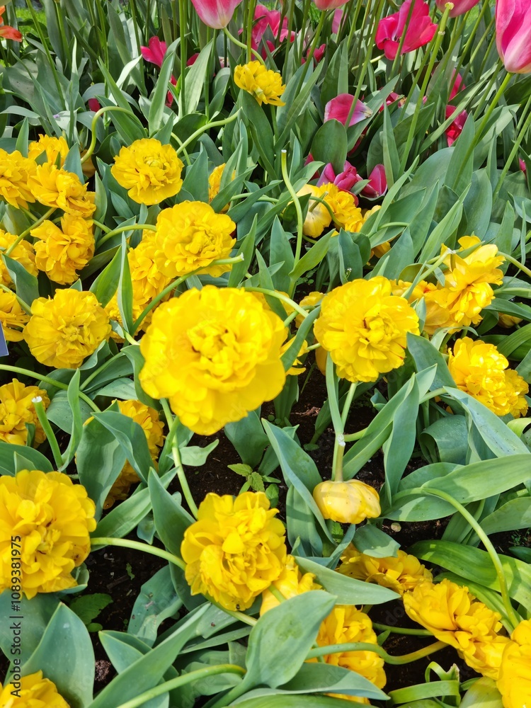 Lise, Netherland - Apr 29, 2024: Yellow color tulip flowers known as Lise, Netherland - Apr 29, 2024: Yellow color tulip flowers known as