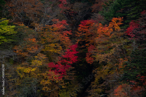 Momiji Naturaleza Bosque forest arce japonés Japan