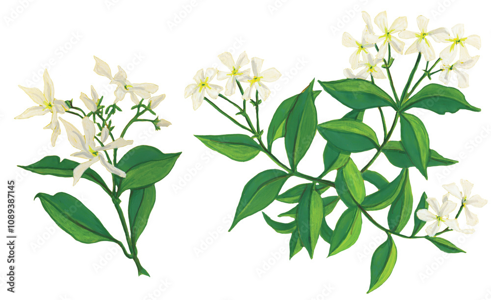 Fototapeta premium Hand-Painted Watercolor Jasmine Flowers Clip Art: Delicate White Blooms and Green Leaves - Elegant Botanical Illustration Perfect for Nature-Inspired and Floral Designs