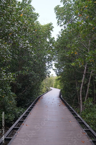 Exploring a scenic wooden boardwalk through lush mangroves nature trail tranquil environment birdwatching perspective outdoor adventure