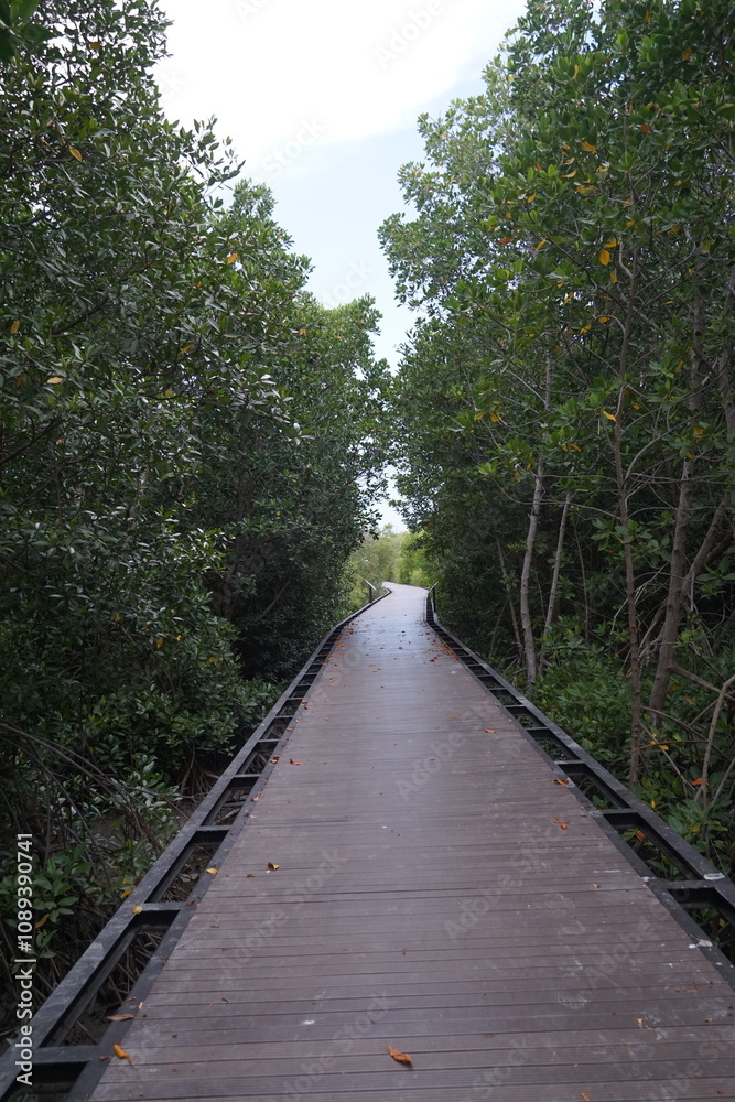 Exploring nature's pathway scenic boardwalk through lush mangroves coastal environment tranquil atmosphere inviting perspective Exploring nature's pathway scenic boardwalk through lush mangroves coastal environment tranquil atmosphere inviting perspective