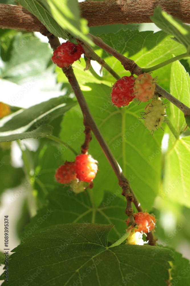 Black mulberries fruit among green leaves.  immature red mulberry that has not yet turned black on a branch. 