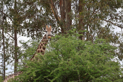 Girafe curieuse derrière la végétation