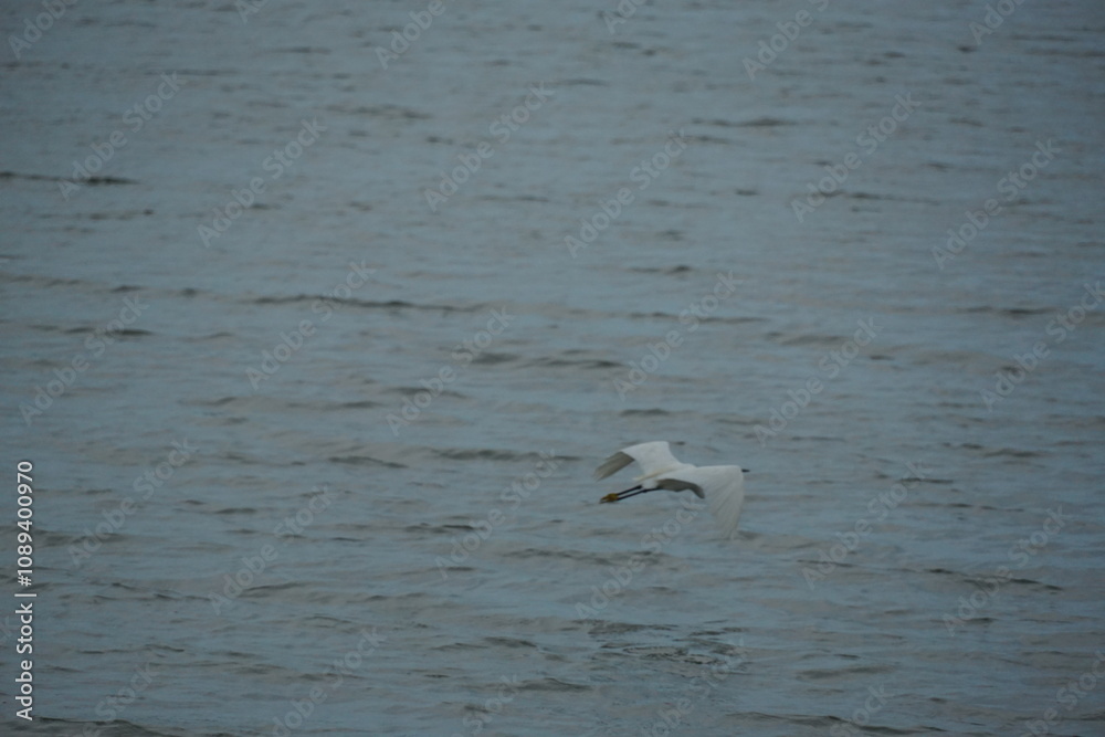 Elegant bird in flight over tranquil water nature scene wildlife photography serene environment low angle view natural beauty Elegant bird in flight over tranquil water nature scene wildlife photography serene environment low angle view natural beauty