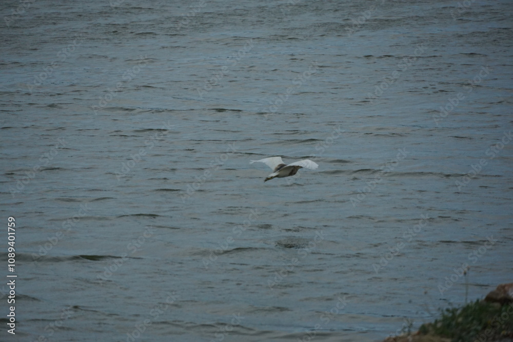 Bird in flight over tranquil water natural habitat wildlife photography serene environment close-up view nature conservation Bird in flight over tranquil water natural habitat wildlife photography serene environment close-up view nature conservation