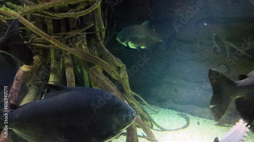 giant pacu fish in Aquarium  photo