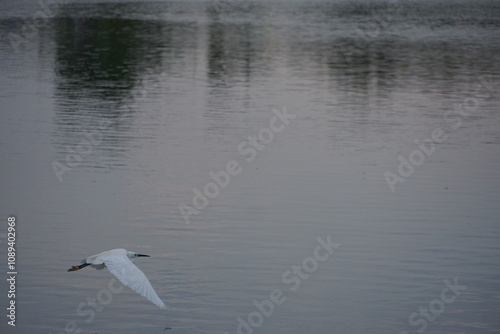 Elegant white bird in flight over serene water nature photography tranquil landscape peaceful environment aerial perspective wildlife