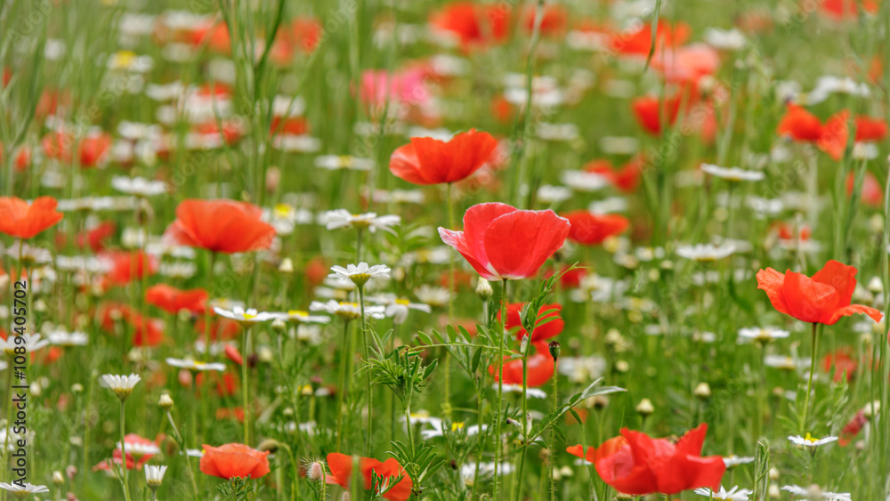 Obraz premium Wildflowers (2024)