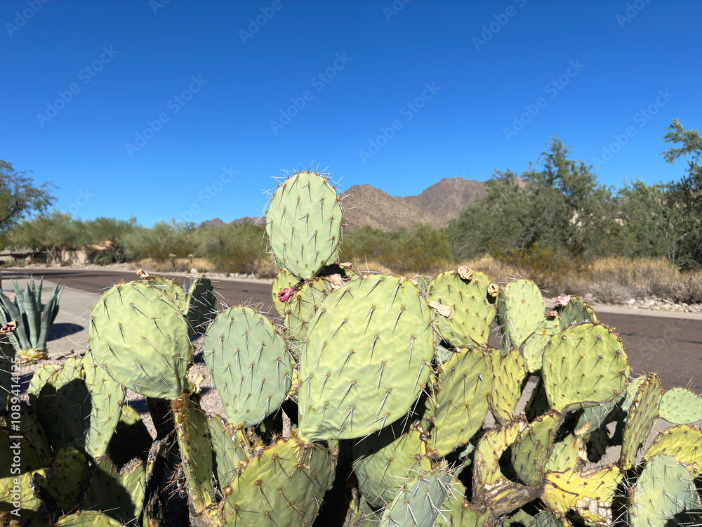 Thorny Prickly Pear cactus in Scottsdale Arizona but found widely around the World and often used as food Thorny Prickly Pear cactus in Scottsdale Arizona but found widely around the World and often used as food