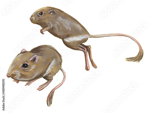 Hand-Painted Watercolor Kangaroo Rat Clip Art: Two Poses, Sitting and Jumping - Realistic Rodent Illustration for Nature, Wildlife, and Animal Lovers photo