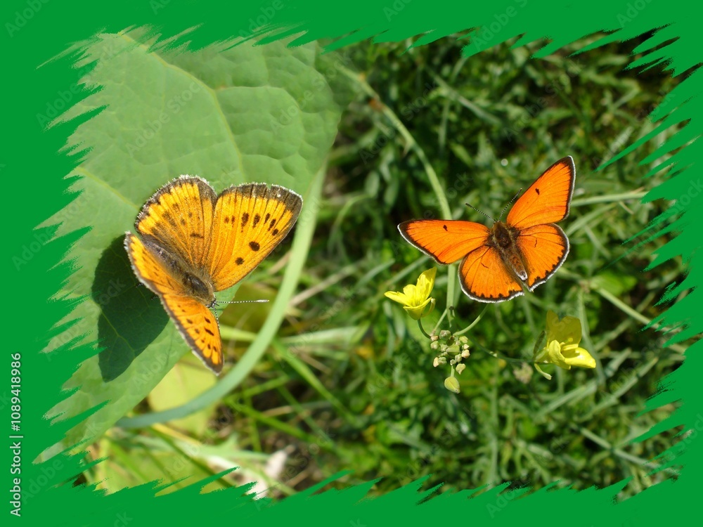 Obraz premium Butterflies male and female of Large copper, Lycaena dispar on yellow flower Arugula, Wild rocket, Diplotaxis tenuifolia in graden and on green leaf in meadow - photomontage with frame.