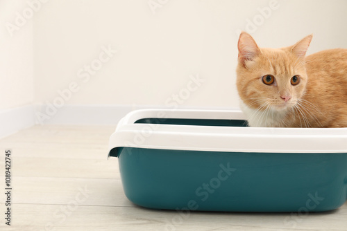 Cute ginger cat in litter tray on floor indoors photo