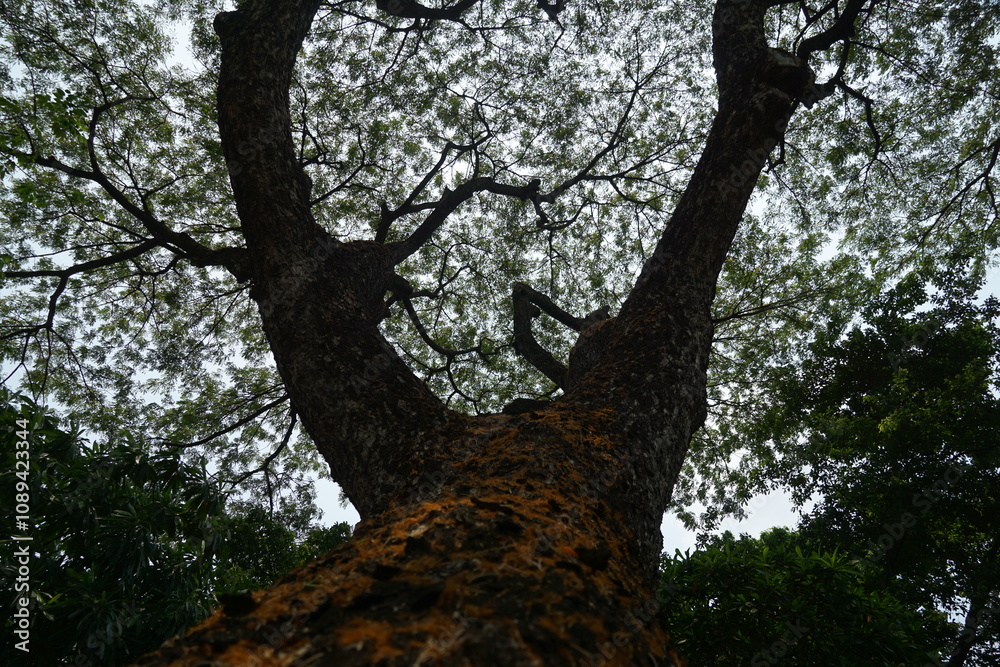 Majestic tree canopy reaching skyward lush forest nature photography tranquil environment ground perspective serenity in nature Majestic tree canopy reaching skyward lush forest nature photography tranquil environment ground perspective serenity in nature