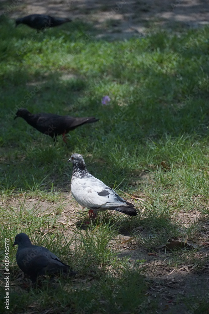 Obraz premium Pigeons foraging in a park urban environment wildlife interaction natural setting ground level perspective nature observation