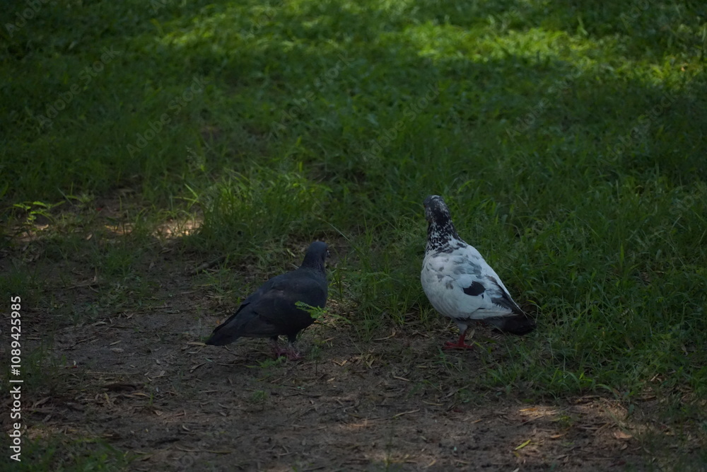 Obraz premium Pigeons exploring green grass urban park wildlife photography natural habitat ground level urban nature interaction