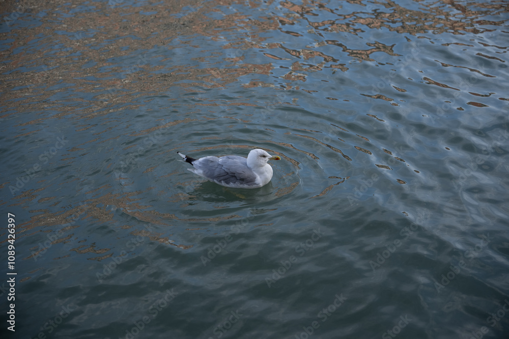 Seagull swim in a canal of venice. Seagull swim in a canal of venice.